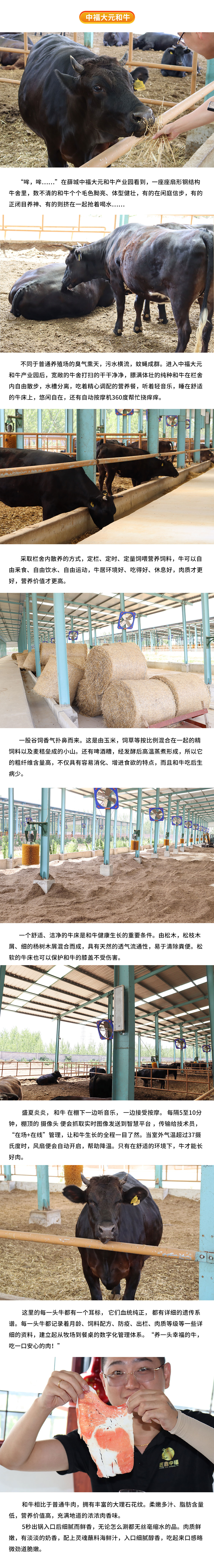 养健康牛，吃安心肉—中福大元和牛(图1)